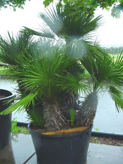 Dwergpalm (Chamaerops Humilis 'Vulcano')