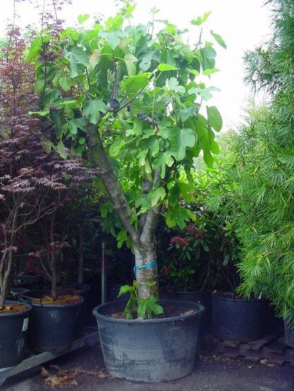 Vijg Als Solitair (Ficus Carica)