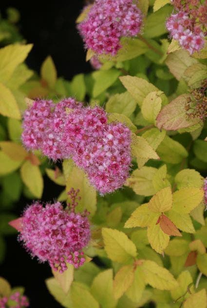 Spierstruik (Spiraea Japonica 'Golden Princess')