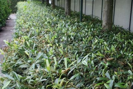 Laurier (Prunus Laurocerasus 'Zabeliana')