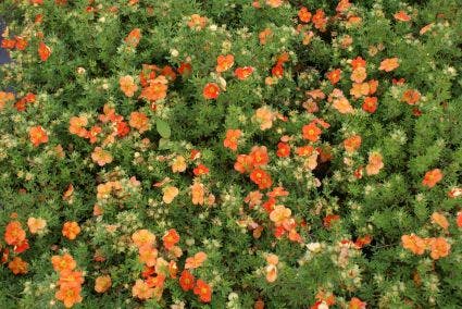 Ganzerik (Potentilla Fruticosa 'Red Ace')