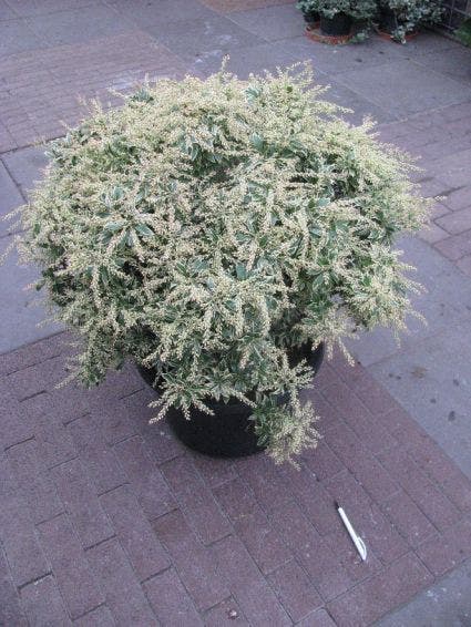 Rotsheide (Pieris Japonica 'Variegata')