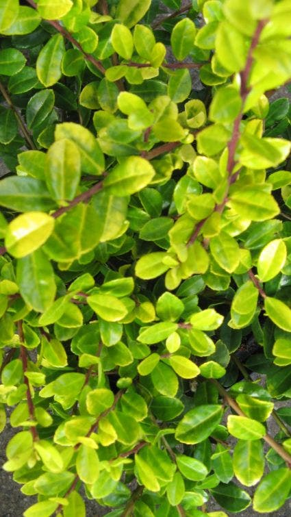 Chinese Hulst (Ilex Crenata 'Golden Gem')