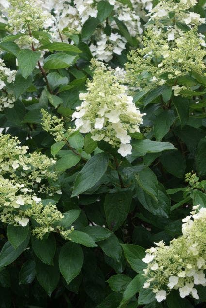 Pluimhortensia (Hydrangea Paniculata 'Unique')