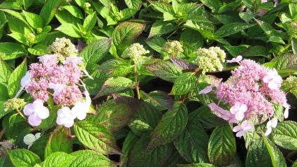 Hortensia (Hydrangea Macrophylla 'Mariesii Perfecta')