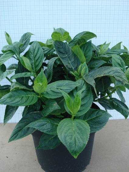 Hortensia (Hydrangea Macrophylla 'Lanarth White')