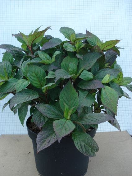 Hortensia (Hydrangea 'Preziosa')