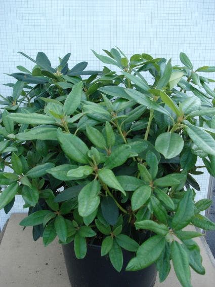 Rhododendron (Rhododendron 'Percy Wiseman')