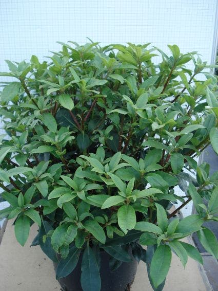 Bosrhododendron (Rhododendron Ponticum 'Roseum')