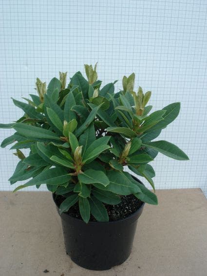 Rhododendron (Rhododendron 'Red Jack')