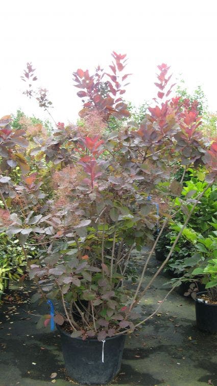 Pruikenboom (Cotinus 'Grace')