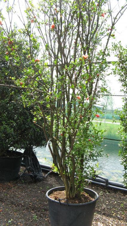Granaatappel Als Struik (Punica Granatum)