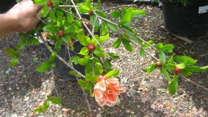 Granaatappel Als Struik (Punica Granatum)
