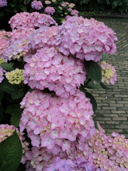 Hortensia (Hydrangea 'Endless Summer' Roze)