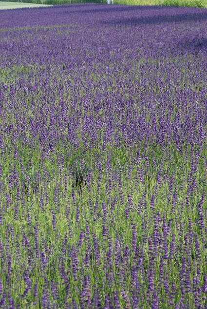Lavendel (Lavandula Angustifolia 'Hidcote')