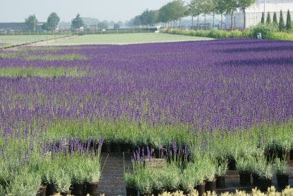Lavendel (Lavandula Angustifolia 'Munstead')