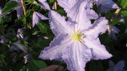 Bosrank (Clematis 'Blekitny Aniol' (Blue Angel))