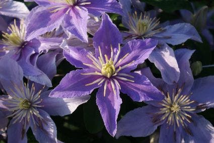 Bosrank (Clematis 'Justa')