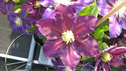 Bosrank (Clematis 'The Vagabond')
