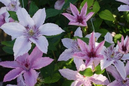 Bosrank (Clematis 'Hagley Hybrid')