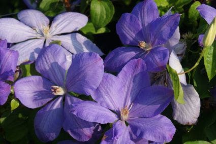 Bosrank (Clematis 'Mrs Cholmondeley')