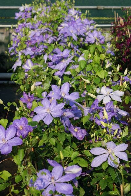 Bosrank (Clematis 'Mrs Cholmondeley')