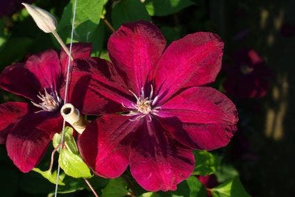 Bosrank (Clematis 'Rouge Cardinal')