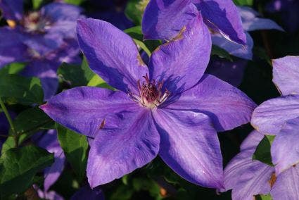 Bosrank (Clematis 'Xerxes')