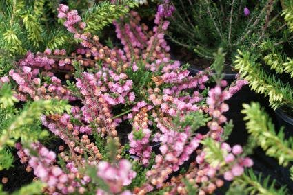 Struikheide (Calluna Vulgaris 'J.H. Hamilton')