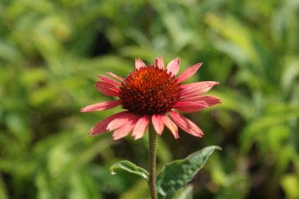 Zonnehoed (Echinacea Purpurea 'Sundown')