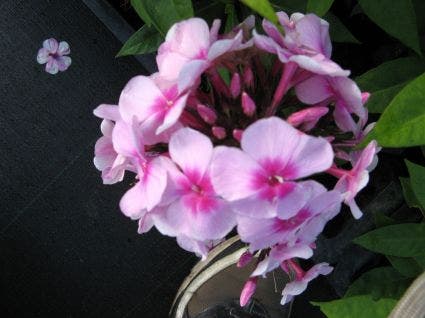 Vlambloem (Phlox Paniculata 'Bright Eyes')