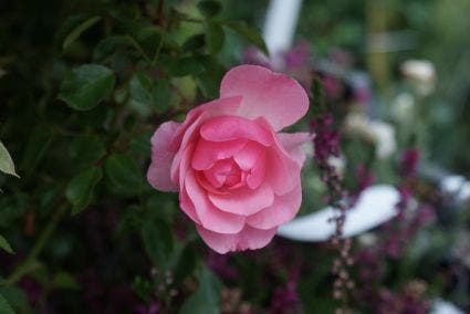 Stamroos (Rosa 'Bonica 82')