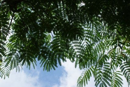 Perzische Slaapboom Op Stam (Albizia Julibrissin 'Ombrella' )