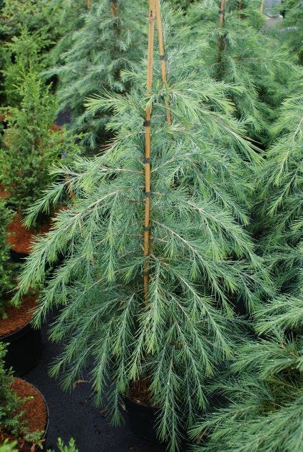 Himalayaceder (Cedrus Deodara)