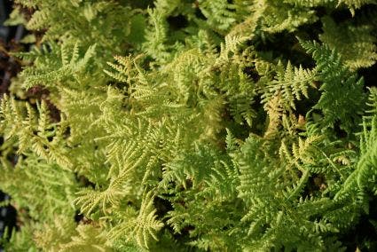 Wijfjesvaren (Athyrium Filix-femina)