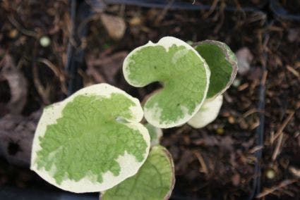 Kaukasische Vergeet-mij-niet (Brunnera Macrophylla 'Variegata')