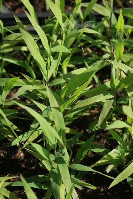 Plataargras (Chasmanthium Latifolium)