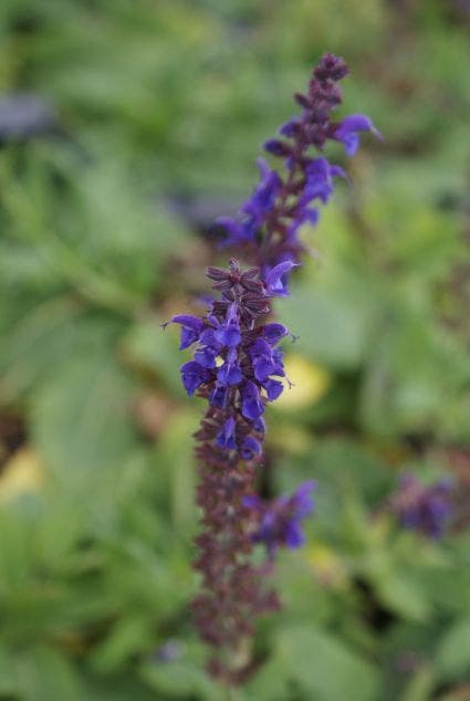 Salie (Salvia Nemorosa 'Mainacht')