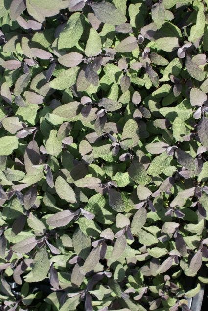 Salie (Salvia Officinalis 'Purpurascens')