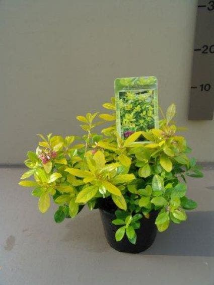 Escallonia (Escallonia 'Gold Ellen')