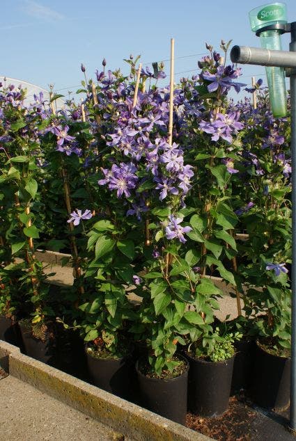Bosrank (Clematis 'Arabella')