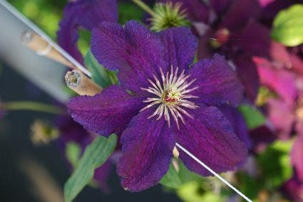 Bosrank (Clematis 'Rasputin')