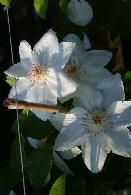 Bosrank (Clematis 'Mrs George Jackman')