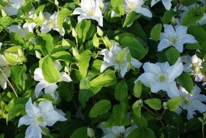 Bosrank (Clematis 'Yukikomachi')