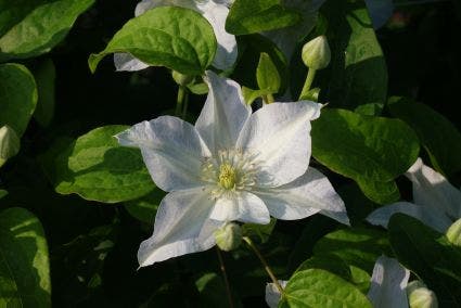 Bosrank (Clematis 'Yukikomachi')