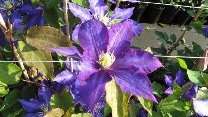 Bosrank (Clematis 'Daniel Deronda')