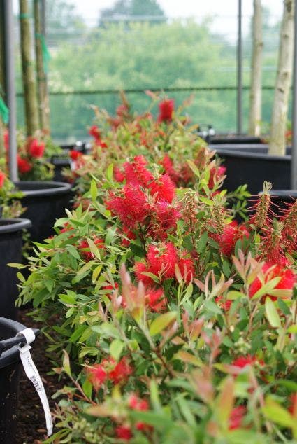 Lampepoetserplant (Callistemon Laevis)