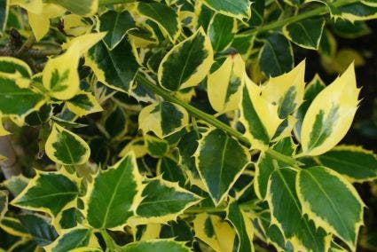 Hulst Op Stam (Ilex 'Argentea Marginata')