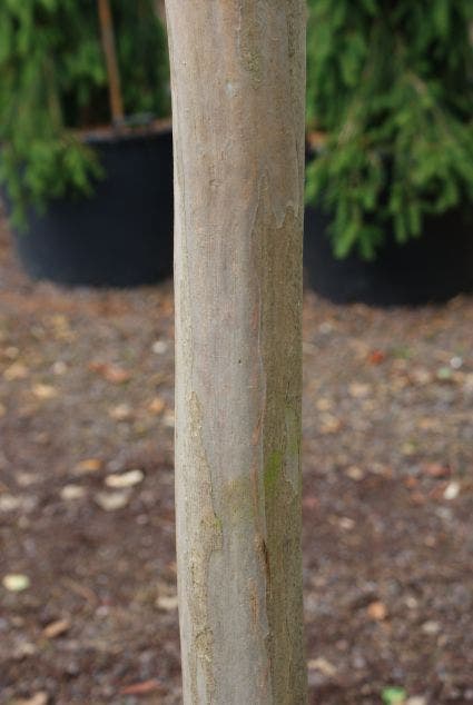 Roze Lagerstroemia Als Boom (Lagerstroemia Indica)