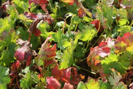 Ooievaarsbek (Geranium Cantabrigiense 'Berggarten')